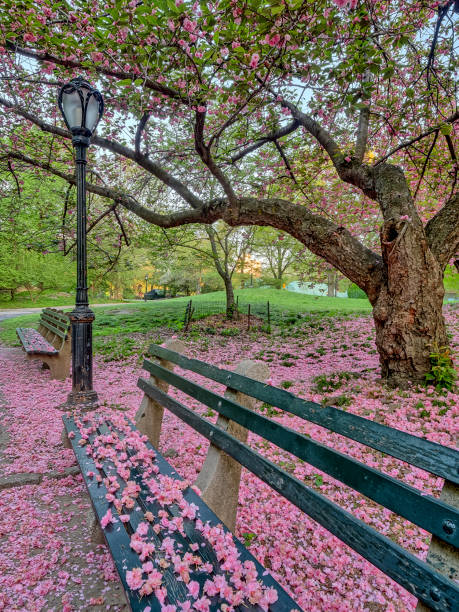 istock Central Park, New York City in spring 1093785236