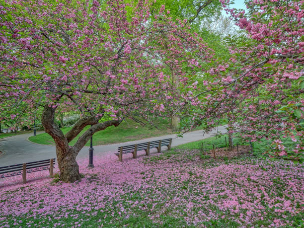 istock Central Park, New York City in spring 1093785470