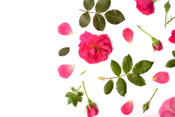istock Delicate roses with buds and leaves. Isolated on white background, top view, flat layout. Can be used for wallpapers, postcards and in a variety of designs 1093789348