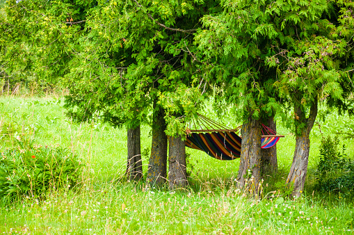 Vibrant colorful hammock hanging under rich green evergreen conifers trees on cozy forest meadow background