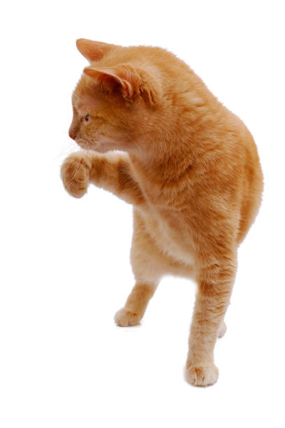 istock ginger cat standing with raised paw and looking aside  isolated on white background 1093798458