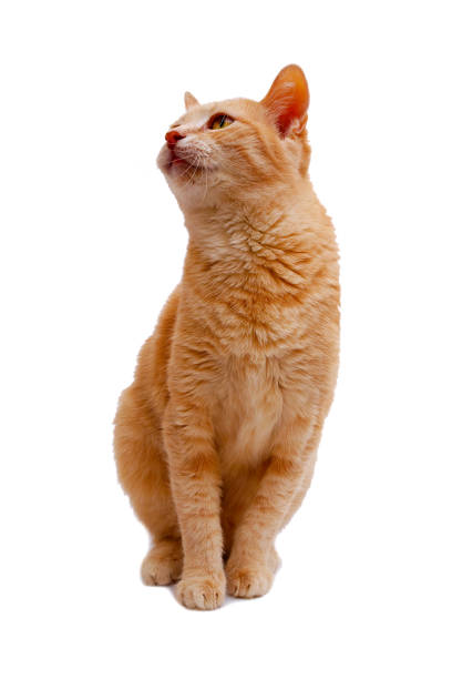 istock ginger cat sitting and looking up  isolated on white background 1093798466