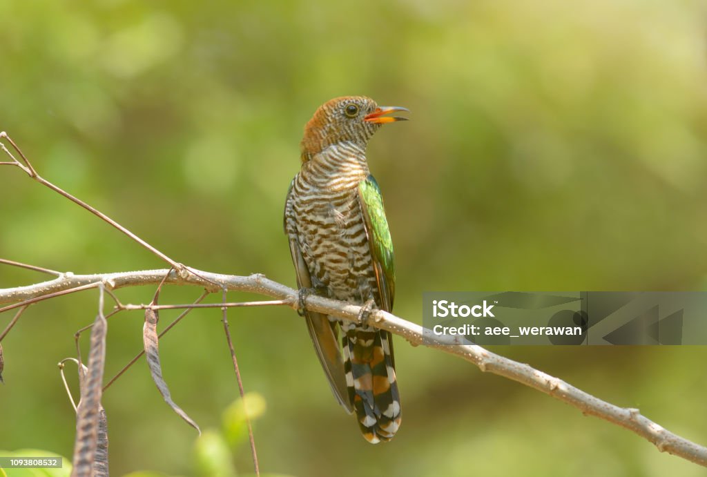 Asian Emerald Cuckoo ; Chrysococcyx maculatus. Animal Stock Photo