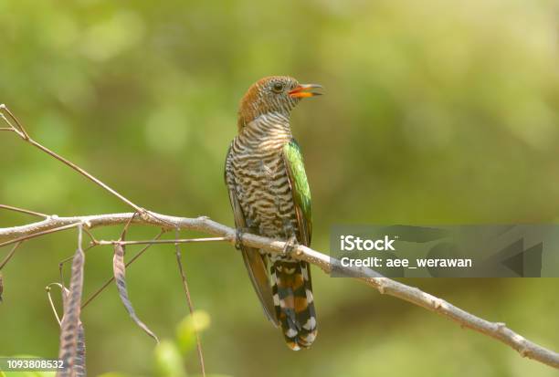 Asian Emerald Cuckoo Chrysococcyx Maculatus Stock Photo - Download Image Now - Animal, Animal Body Part, Animal Eye