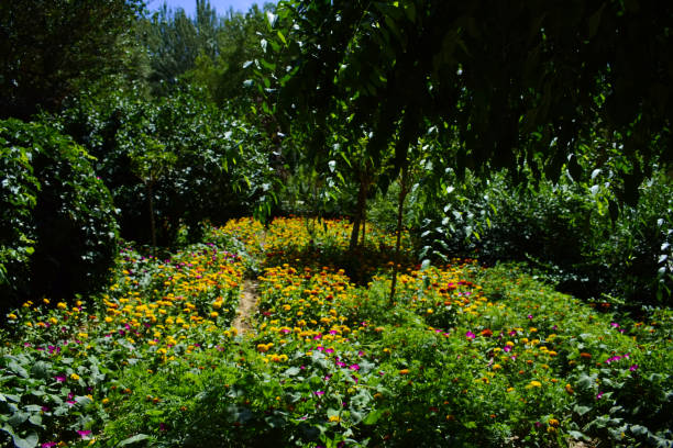 istock Trees surround A Colorful Flowering Garden 1093808756