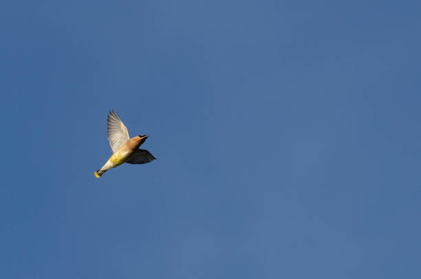 Cedar waxwing with wings spread as it fights for altitude