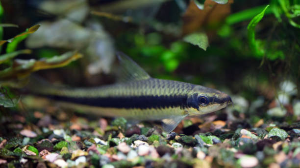 istock Flying Fox fish resting at fish tank substrate bed 1093815434
