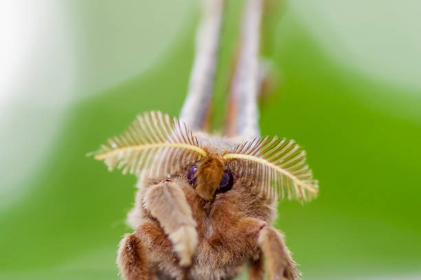 polyphemus motte porträt mit grünem hintergrund - eichenseidenspanner stock-fotos und bilder