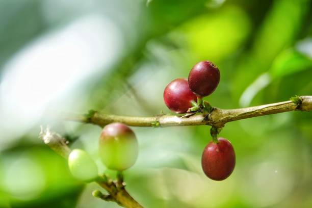 istock colorful juicy sweet coffee berries 1093826138
