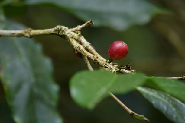 istock colorful juicy sweet coffee berries 1093826172