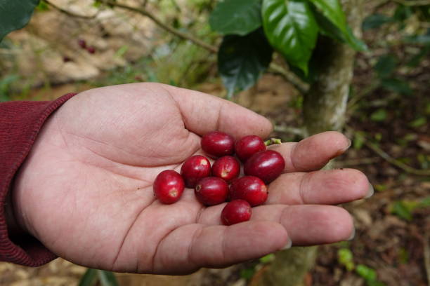 istock colorful juicy sweet coffee berries 1093826196