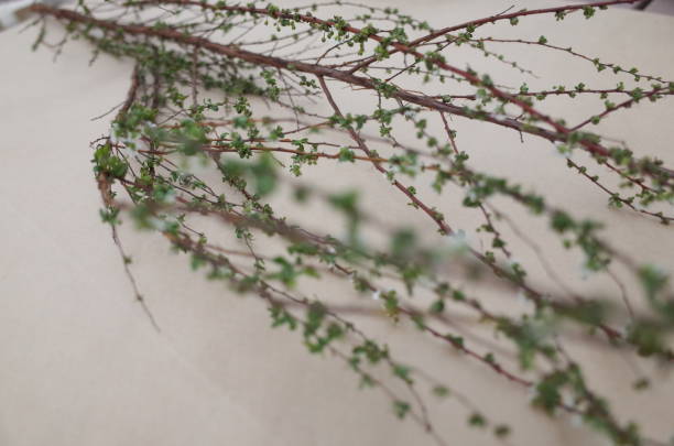 istock branches with buds, flowers and leaves 1093826224