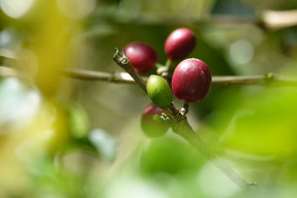 istock colorful juicy sweet coffee berries 1093826366