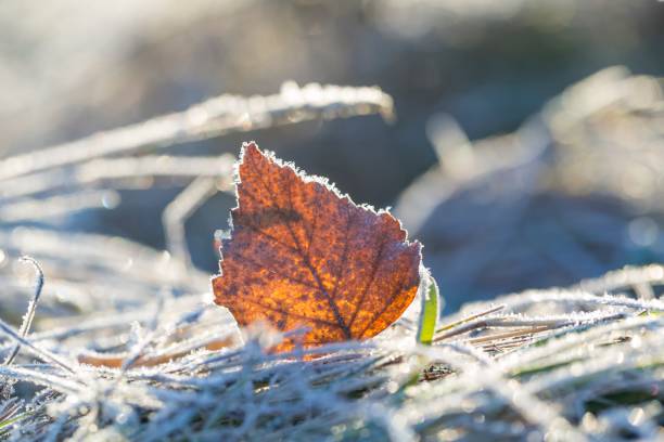 istock Frosted fallen autumnal leaf in close up 1093826782