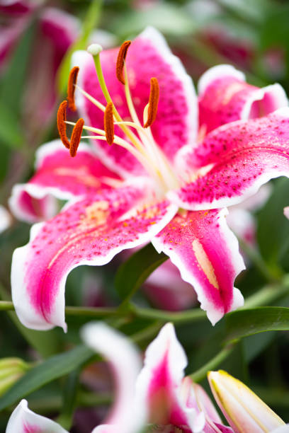 istock Pink Lily in garden 1093828334