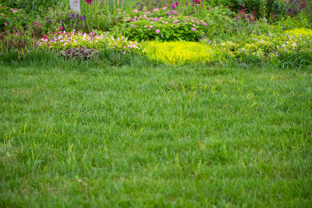 istock The flowers and grass in garden 1093828586