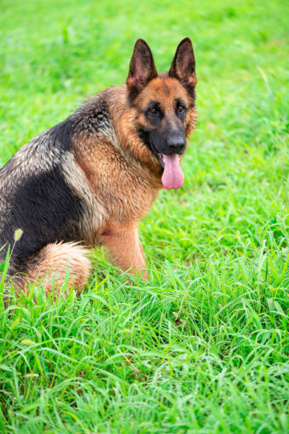 istock German Shepherd Dog on the Lawn 1093829722