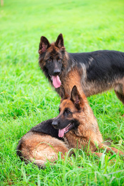 istock German Shepherd Dog on the Lawn 1093829724