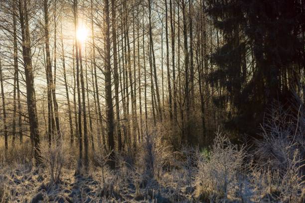 istock Winter morning with frosted plants 1093830494