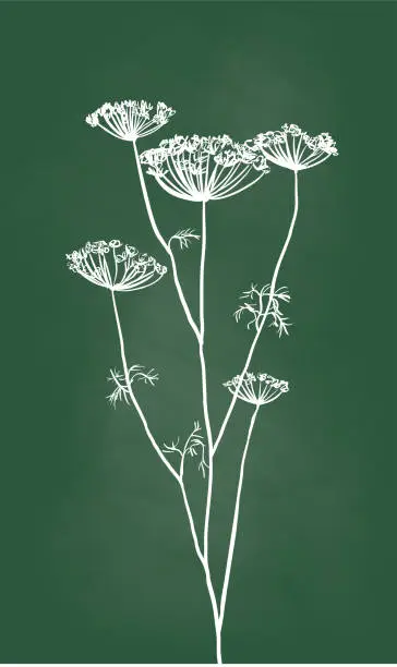 Vector illustration of Flower Buds Dried