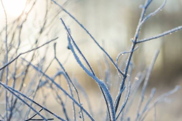 istock Close up of plants with frost 1093836656
