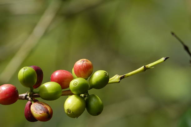 istock colorful juicy sweet coffee berries 1093838062