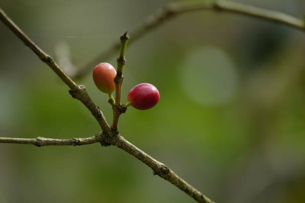 istock colorful juicy sweet coffee berries 1093838212