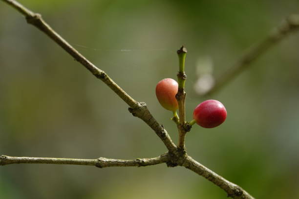 istock colorful juicy sweet coffee berries 1093839256