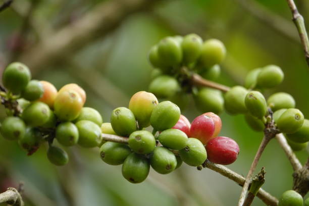 istock colorful juicy sweet coffee berries 1093840268