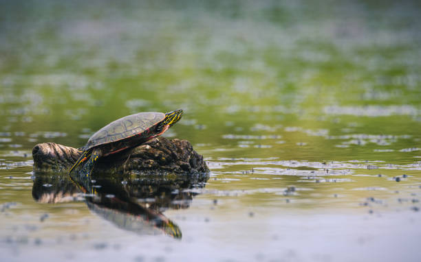 istock Western Painted Turtle resting on a log on a reflected lake 1093840358