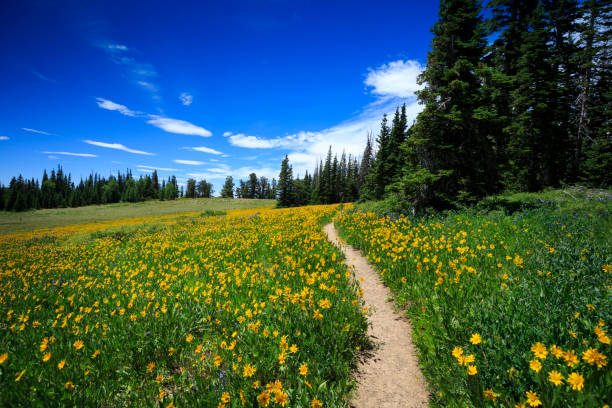 Wildflower Path at Cedar Breaks A hiking trail leads through a wildflower meadow at Cedar Breaks National Monument, nearby Cedar City, Utah. narrow photos stock pictures, royalty-free photos & images