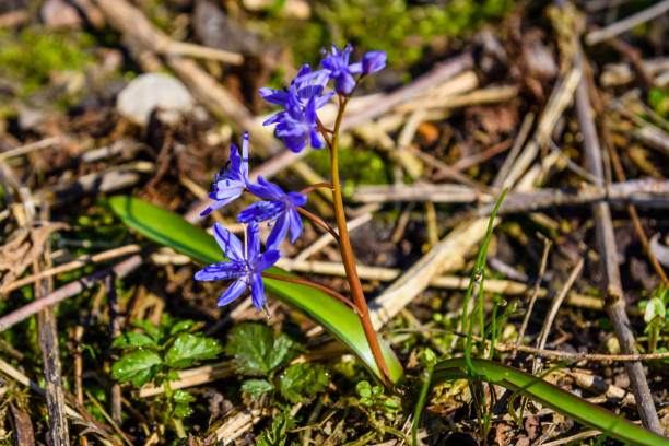 istock Blue scilla flowers in the forest on spring 1093842128