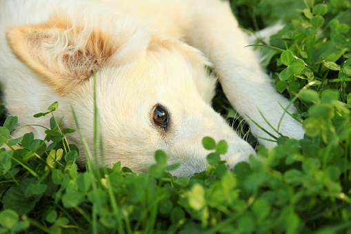 Sad white dog lies with his nose buried in a green clover, looking out with one eye