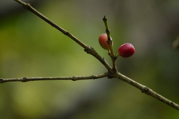 istock colorful juicy sweet coffee berries 1093842310