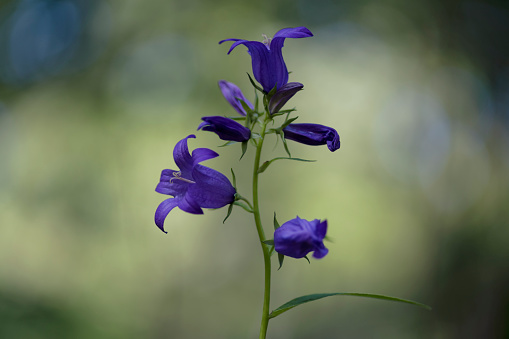 Peach bellflower