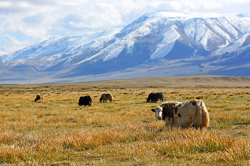 Natural landscape of grazing yak behind the beautiful snow mountain with cloudy and large steppe at Western Mongolia