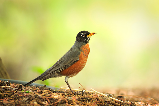 An American Robin searches for earthworms in springtime at the Tonaquint Park in St George, Utah.