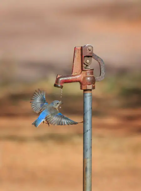 Photo of Western Bluebird Drinking