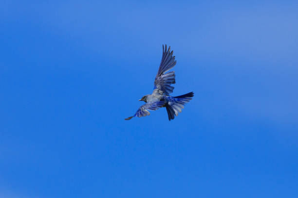 летающая голубая птица - mountain bluebird bird bluebird blue стоковые фото и изображения