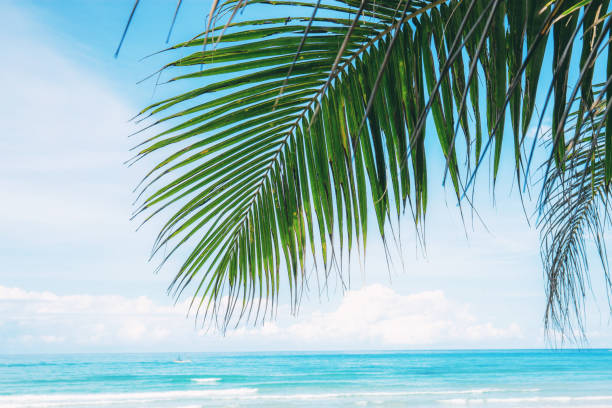 istock Palm leaves at sea. 1093847084