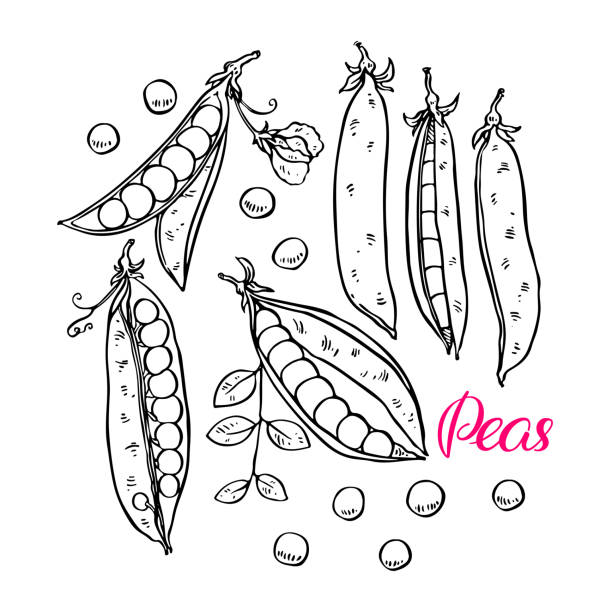 ilustrações de stock, clip art, desenhos animados e ícones de set of ripe peas - green pea illustrations