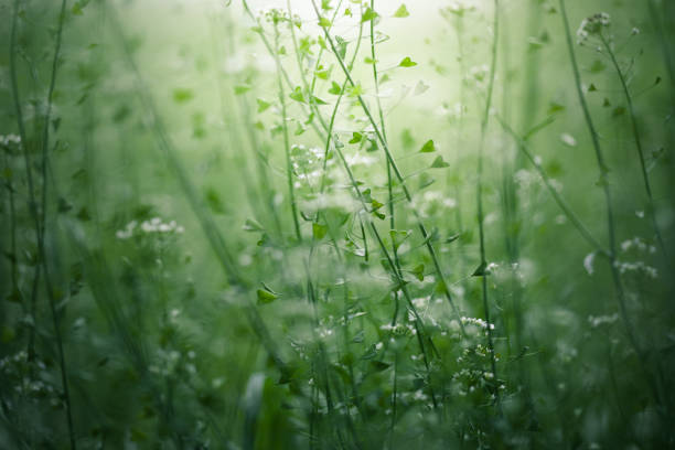 Ray of morning light above the wild grass.