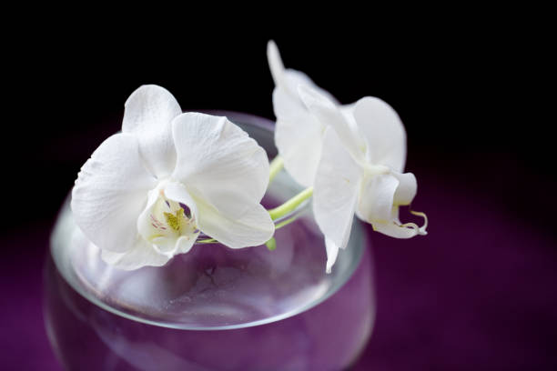 white flower orchid stock photo