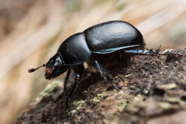 istock Dor beetle, Anoplotrupes stercorosus, macro photo 1093857382