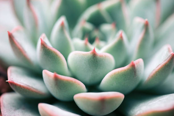 istock Close up of succulent plant backgruond 1093857430