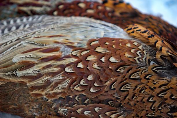 istock Feathers of the pheasant 1093857546