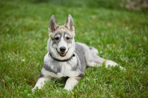 Siberian dog. West Siberian Laika stock photo