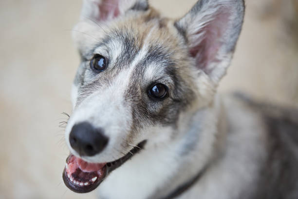 Siberian dog. West Siberian Laika stock photo