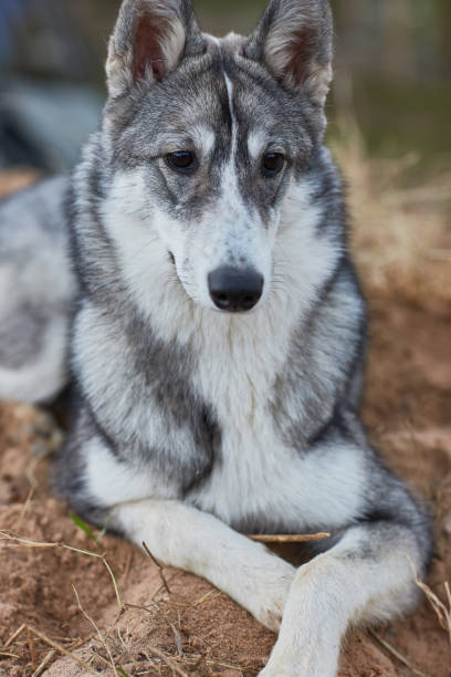 West Siberian Laika puppy 6 mounth stock photo