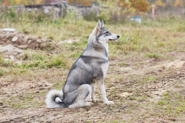 istock West Siberian Laika puppy 6 mounth 1093860720
